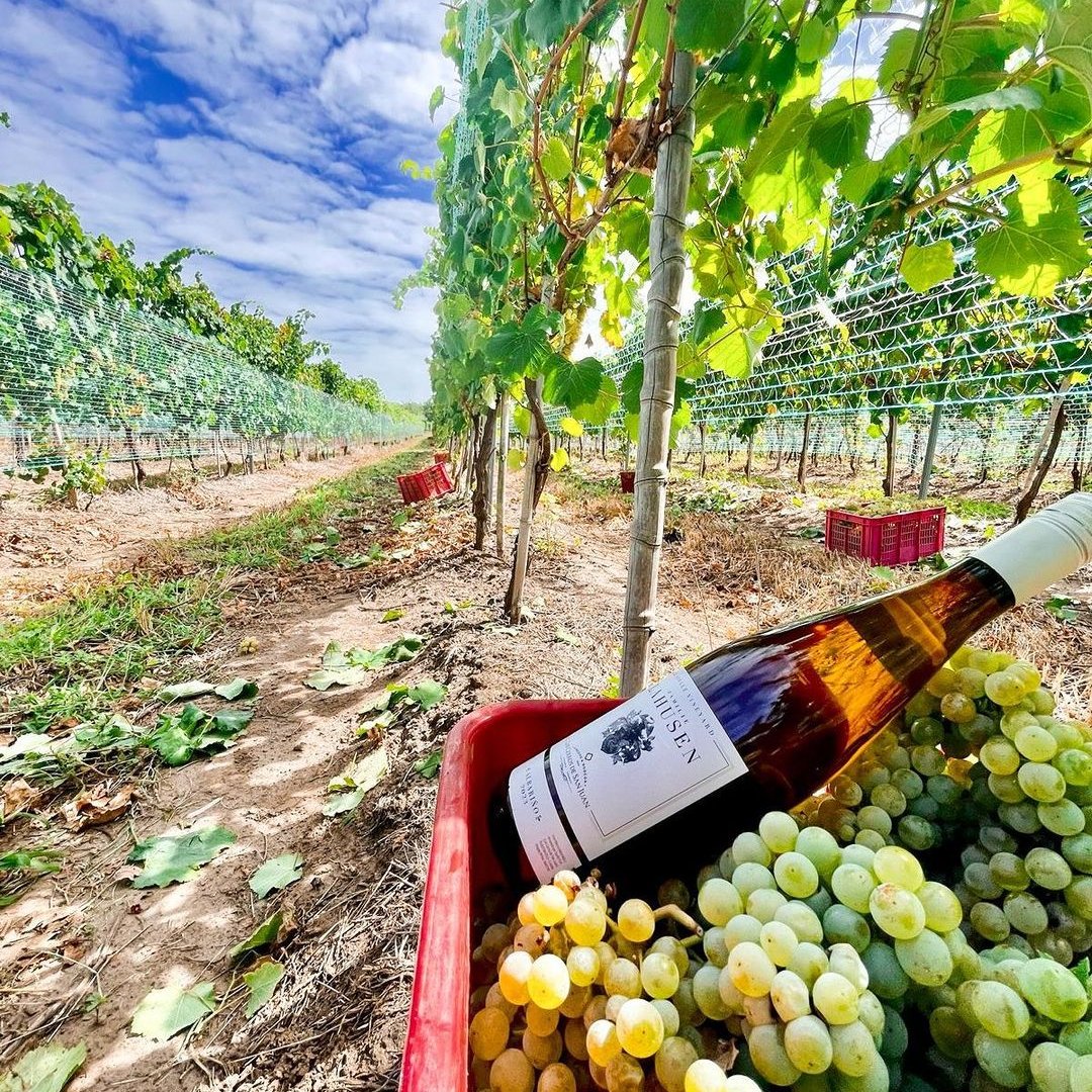 Colonia del Sacramento WINERY TASTING Day Tour Uruguay Ferry