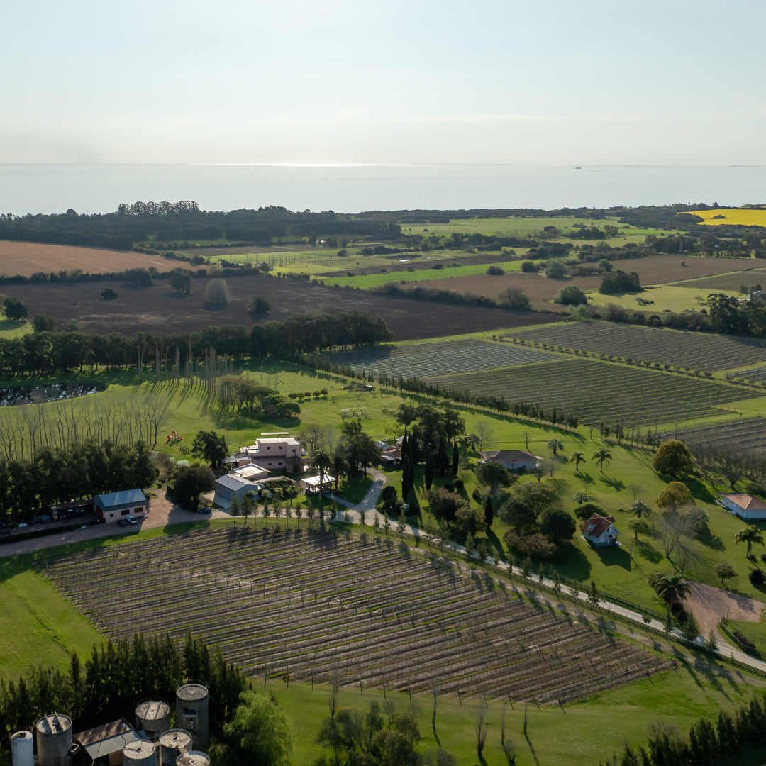 Colonia del Sacramento WINERY TASTING Day Tour Uruguay Ferry