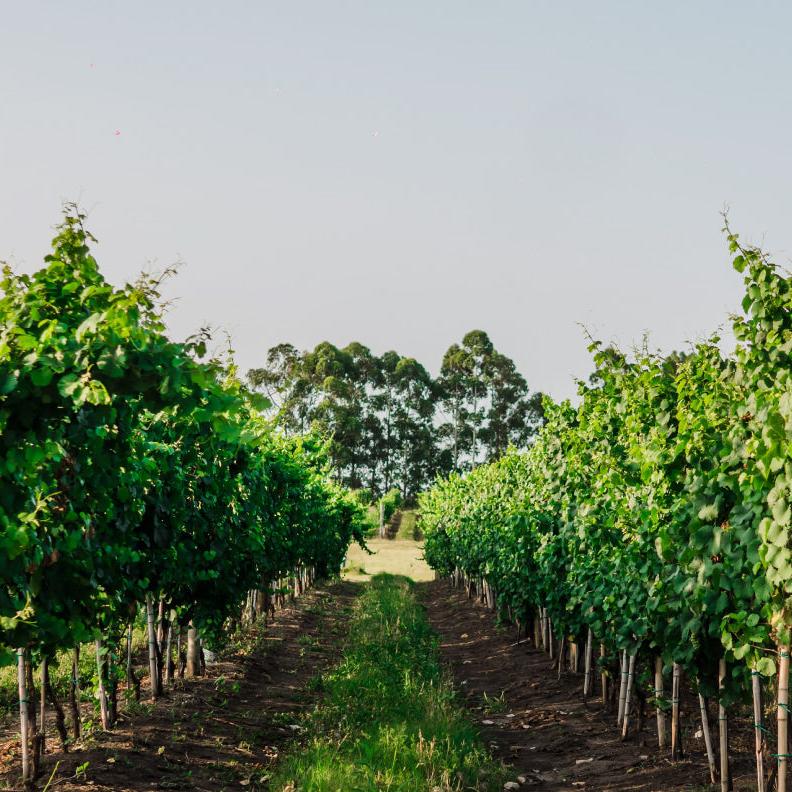 Colonia del Sacramento WINERY TASTING Day Tour Uruguay Ferry