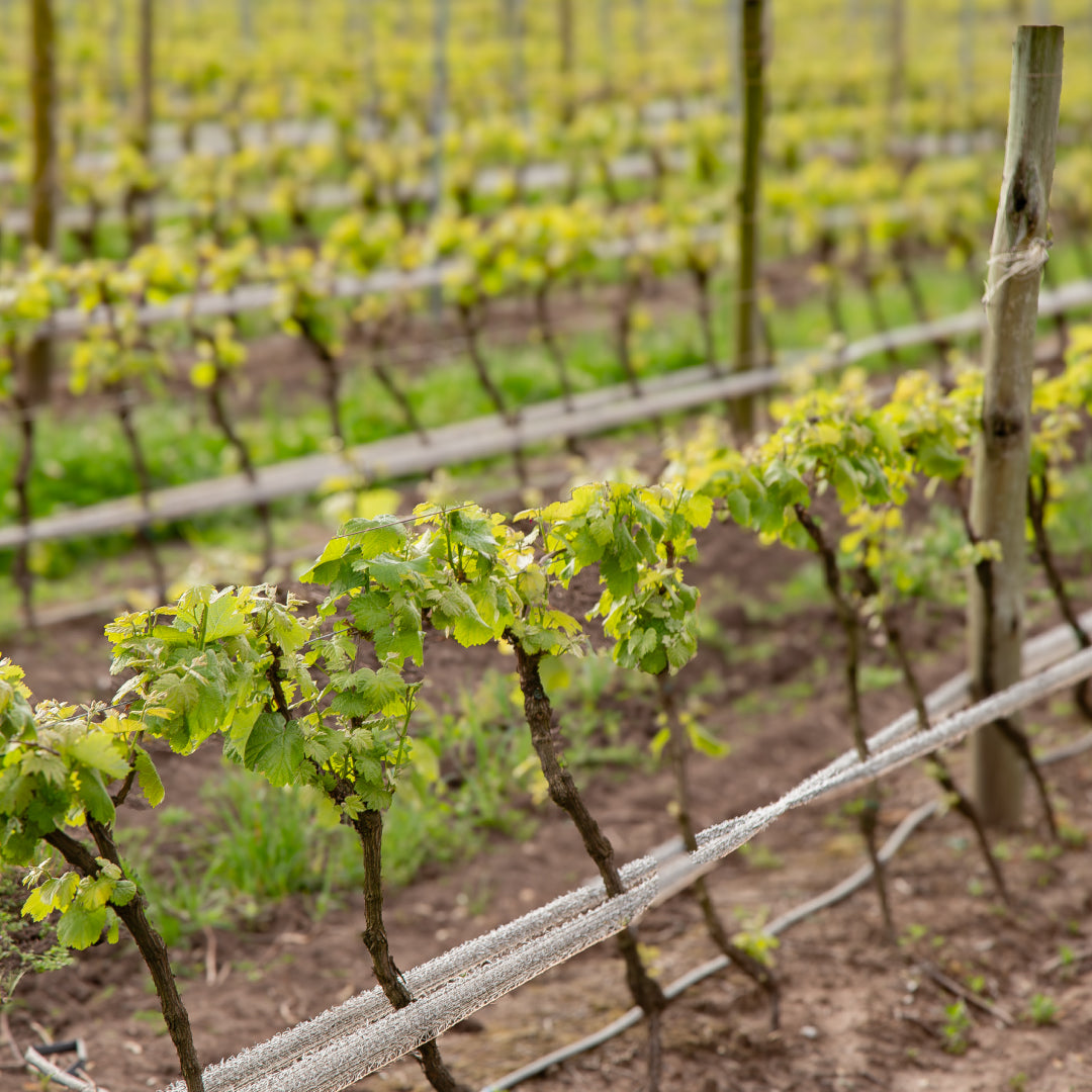 Colonia del Sacramento WINERY TASTING Day Tour Uruguay Ferry
