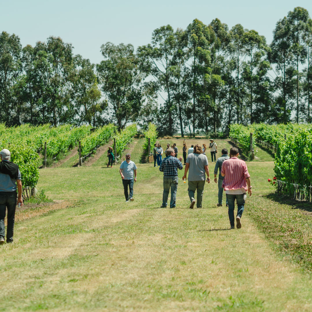 Colonia del Sacramento WINERY TASTING Day Tour Uruguay Ferry