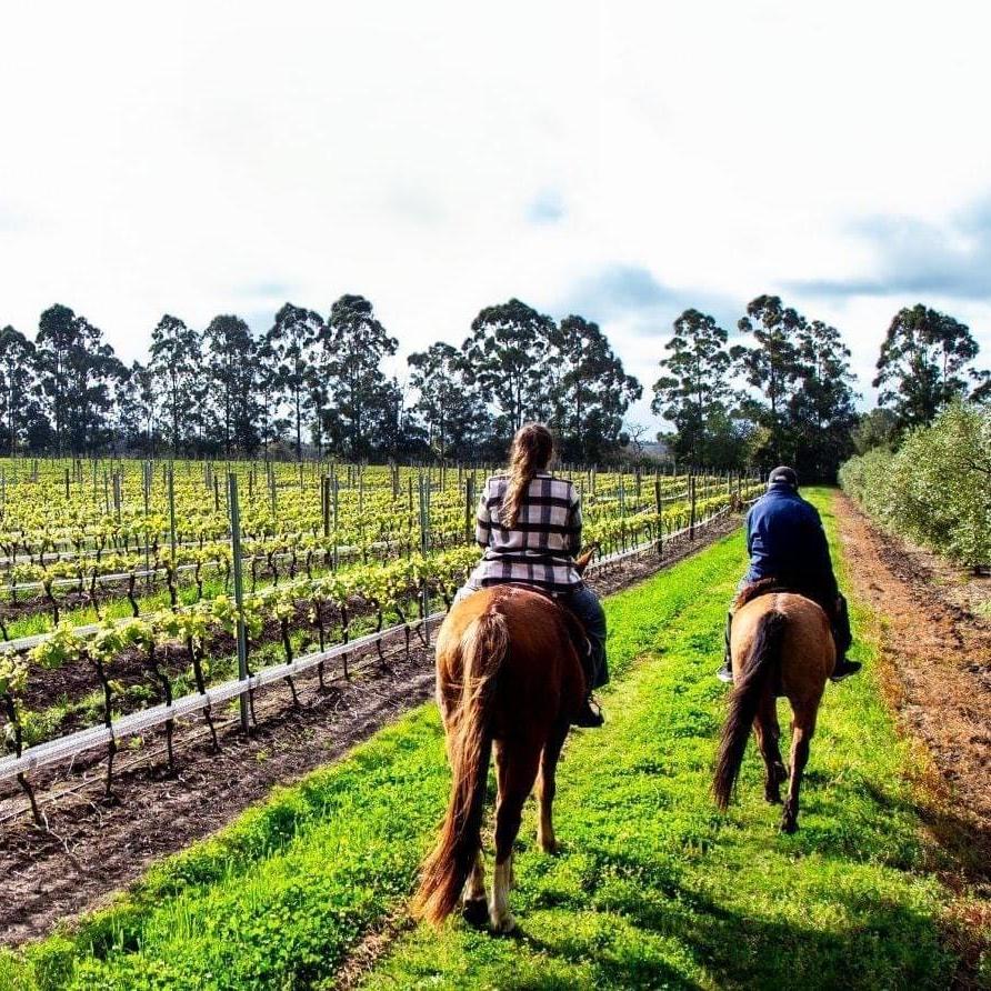 Colonia del Sacramento WINERY TASTING Day Tour Uruguay Ferry