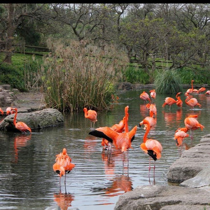 Bioparque Temaikèn Zoológico Com Transporte