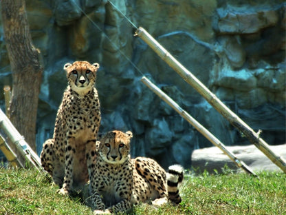 Bioparque Temaikèn Zoológico Com Transporte