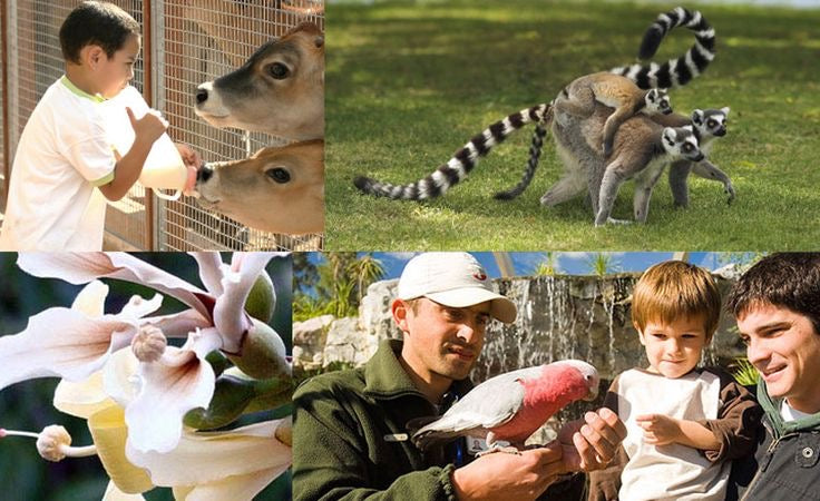 Bioparque Temaikèn Zoológico Com Transporte