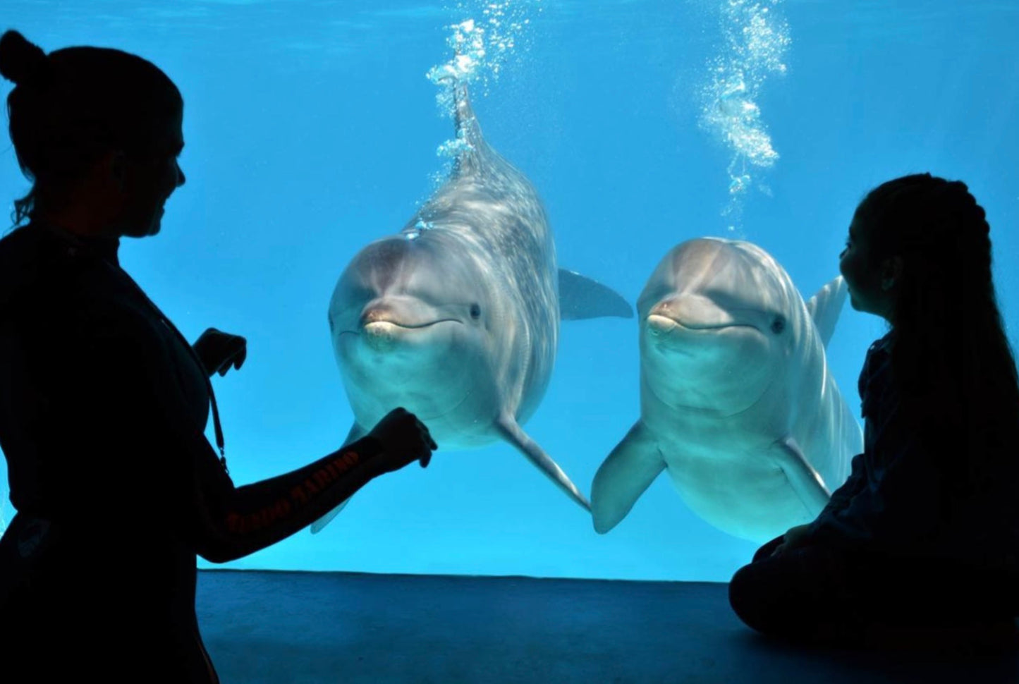 Mundo Marino Oceanário Parque Temático Aquático Com Transporte