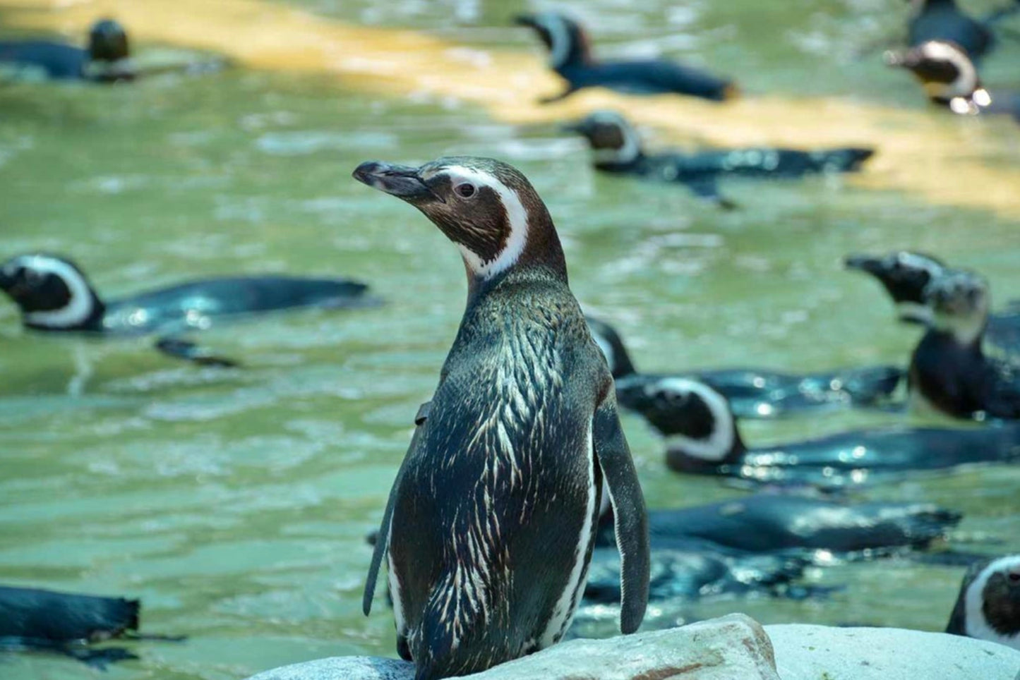 Mundo Marino Oceanário Parque Temático Aquático Com Transporte