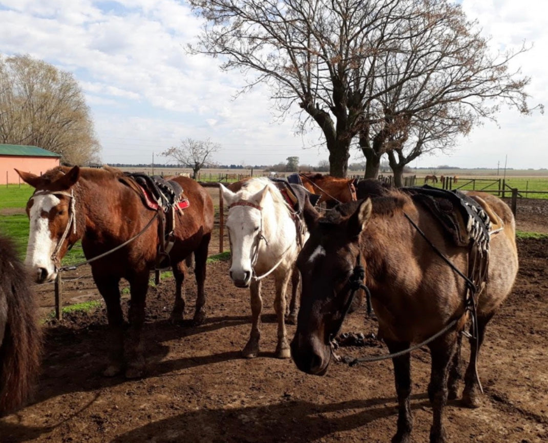 Gaucho Cowboy Ranch Day at ESTANCIA SANTA SUSANA