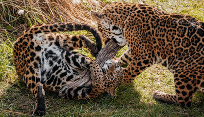 Bioparque Temaikèn Zoológico Com Transporte