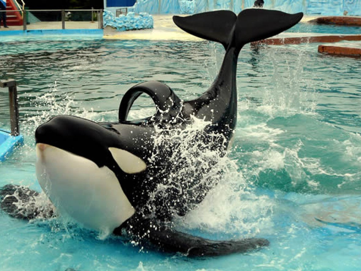 Mundo Marino Oceanário Parque Temático Aquático Com Transporte